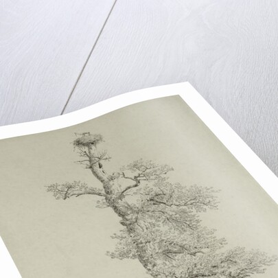 Ancient Oak Tree with a Stork's Nest, 23rd May 1806 by Caspar David Friedrich