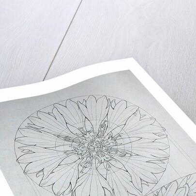 Study for a Cornflower, 1808 by Philipp Otto Runge