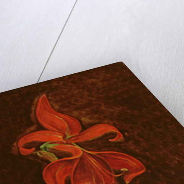 Amaryllis Formosissima, 1808 by Philipp Otto Runge