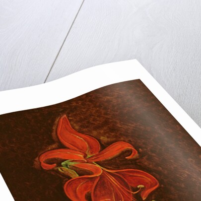 Amaryllis Formosissima, 1808 by Philipp Otto Runge