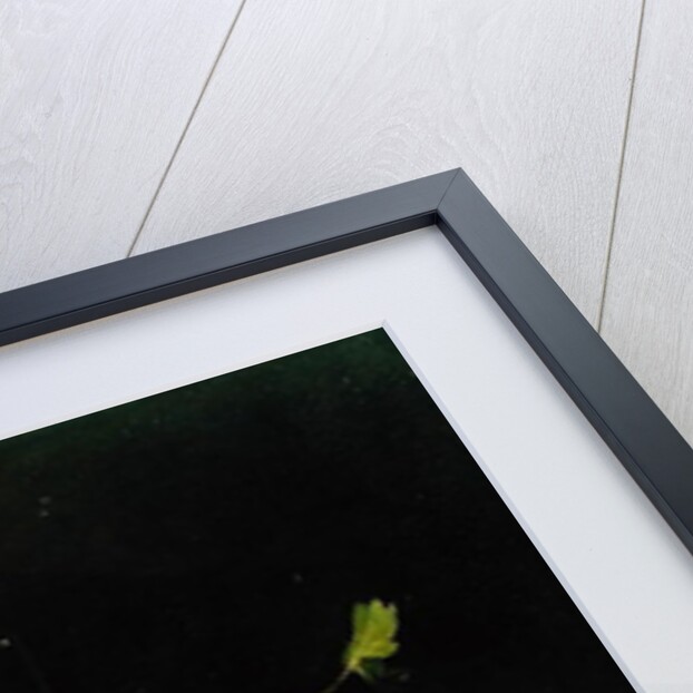 Still Life by Joris van Son