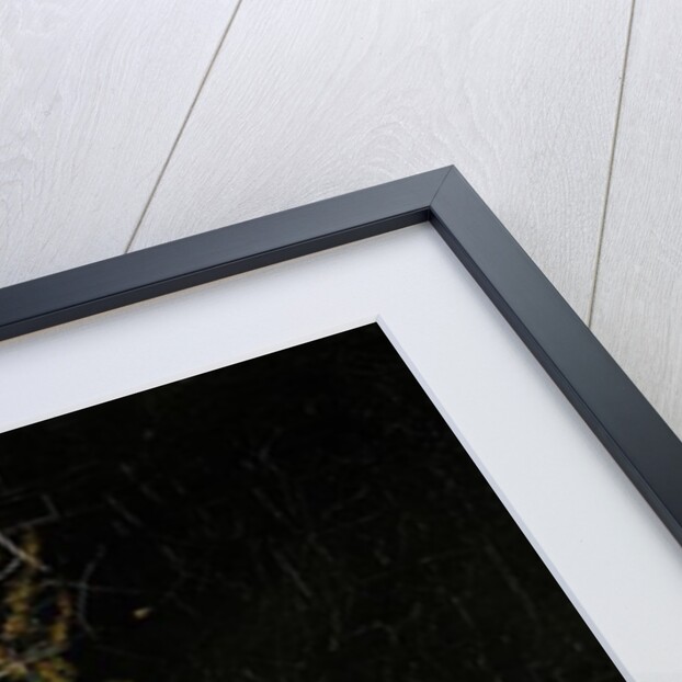 Still Life with a Bunch of Flowers and a Bible, 1872 by Hans Thoma