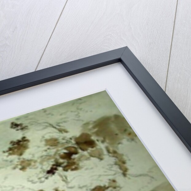 Woodland near Massa by Ernst Fries