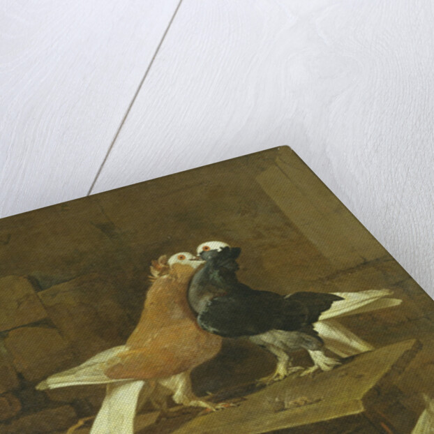 Pigeons by Jacomo Victors