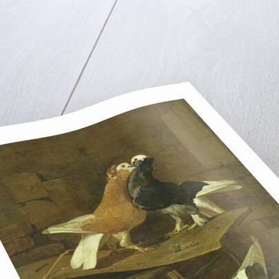 Pigeons by Jacomo Victors