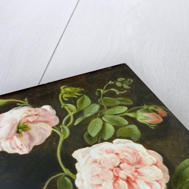 Flower Study by Johann Friedrich August Tischbein