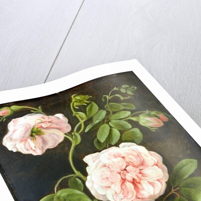 Flower Study by Johann Friedrich August Tischbein