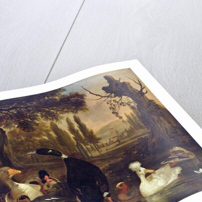 Water Birds by Dirck Wyntrack