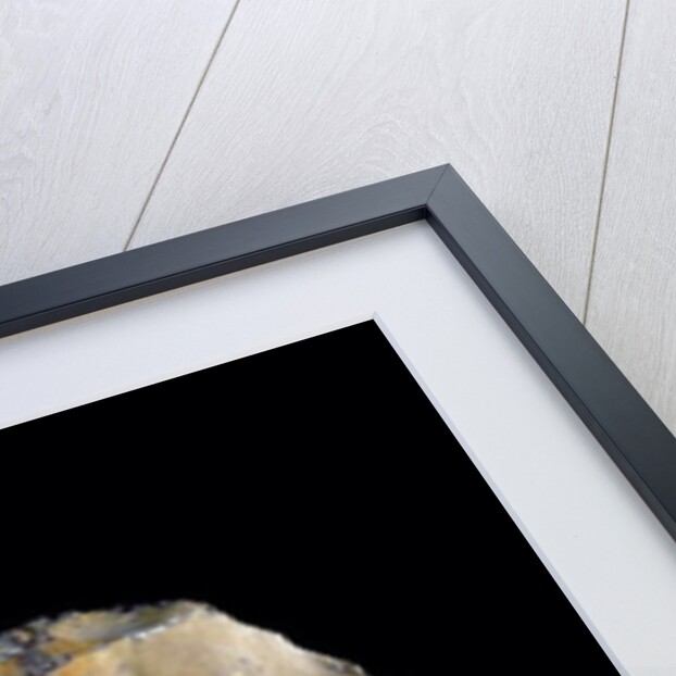 Core stone, used for making tools, c.250000 BC by Prehistoric Prehistoric