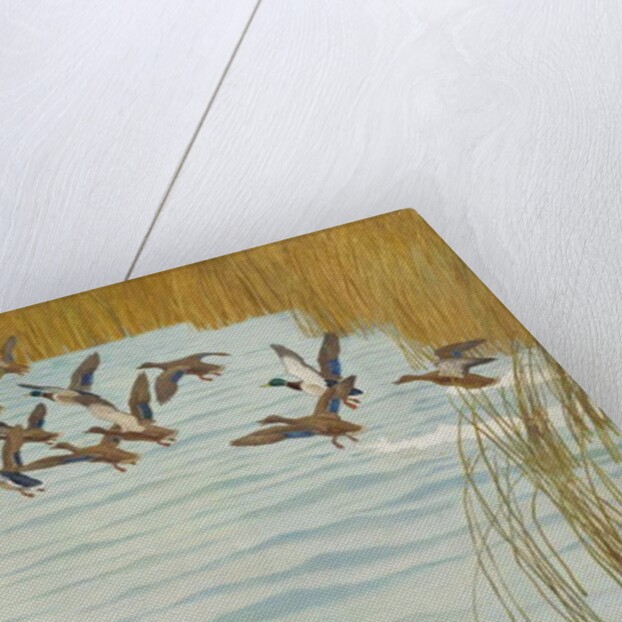 Mallards in Autumn, 1941 by Newell Convers Wyeth