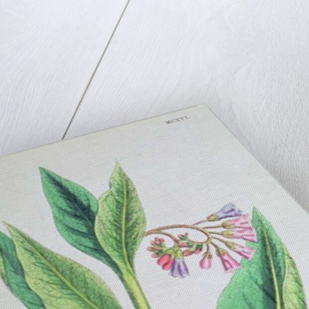 Common Comfrey, plate MCXVI, c.1800 by James Sowerby