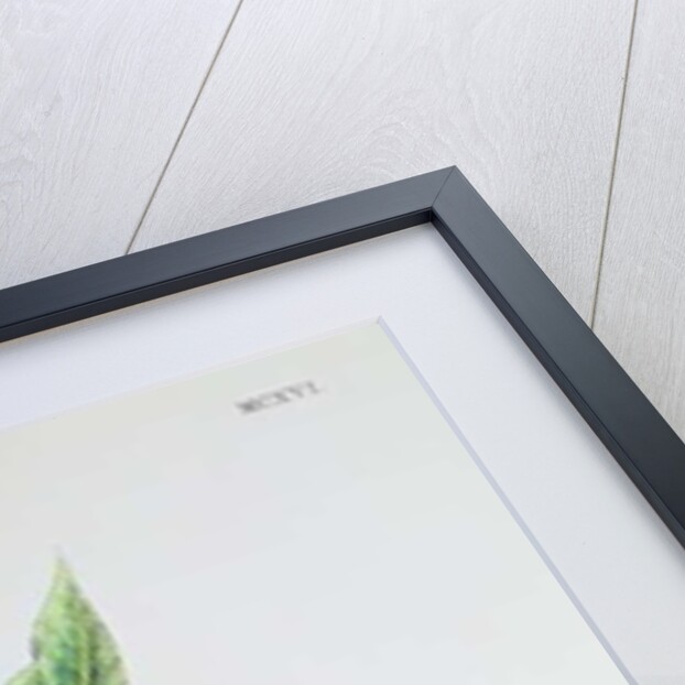 Common Comfrey, plate MCXVI, c.1800 by James Sowerby