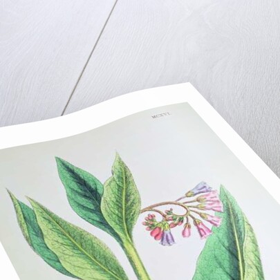 Common Comfrey, plate MCXVI, c.1800 by James Sowerby