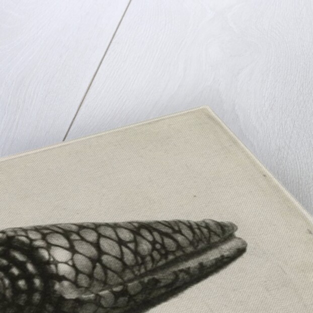 The Shell, 1650 by Rembrandt Harmensz. van Rijn