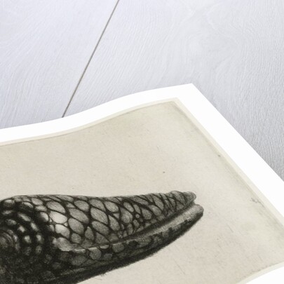 The Shell, 1650 by Rembrandt Harmensz. van Rijn