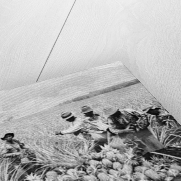 Scene on a pineapple plantation, with harvested pineapples, Hawaii, c.1910-25 by Anonymous