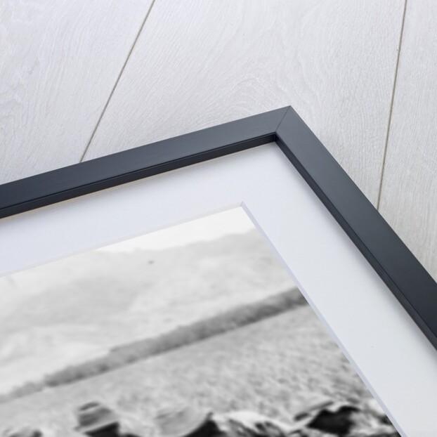 Scene on a pineapple plantation, with harvested pineapples, Hawaii, c.1910-25 by Anonymous