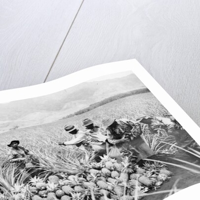 Scene on a pineapple plantation, with harvested pineapples, Hawaii, c.1910-25 by Anonymous
