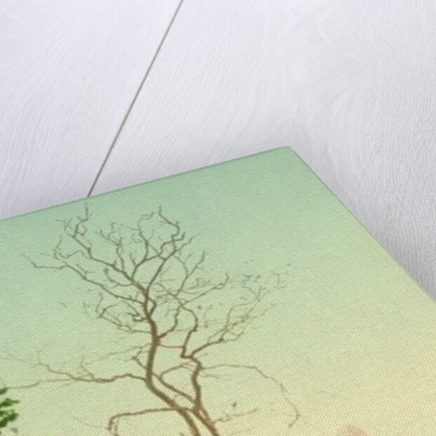 Dogwood blossoms, c.1898-c.1905 by Anonymous