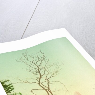 Dogwood blossoms, c.1898-c.1905 by Anonymous