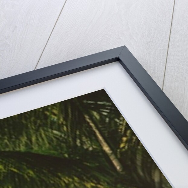 The walk at Palm Beach, c.1898 by Anonymous