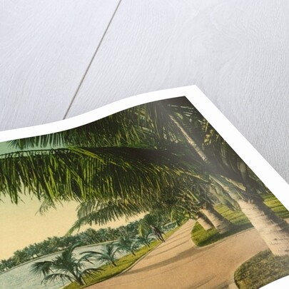 The walk at Palm Beach, c.1898 by Anonymous