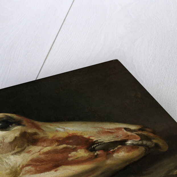 Skinned Head of a Young Bull, c.1690 by Felice Boselli