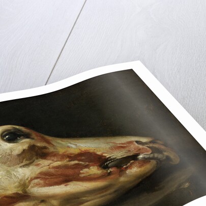 Skinned Head of a Young Bull, c.1690 by Felice Boselli