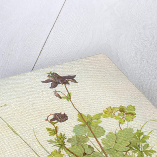Aquilegia, 1526 by Albrecht Dürer or Duerer