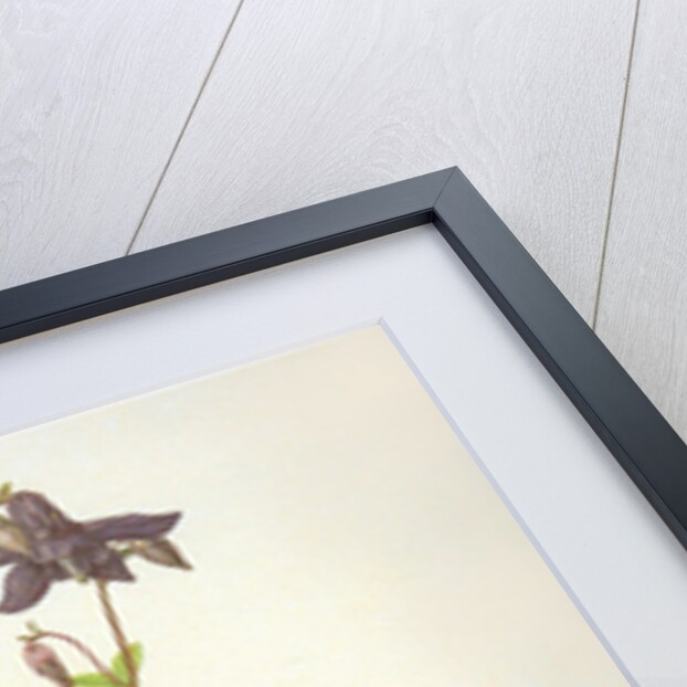 Aquilegia, 1526 by Albrecht Dürer or Duerer