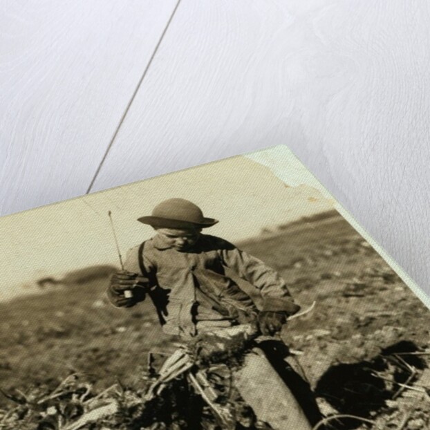 Alex Reiber aged 7 carries on topping sugar beets after 'hooking' his knee, near Sterling, Colorado, 1915 by Lewis Wickes Hine