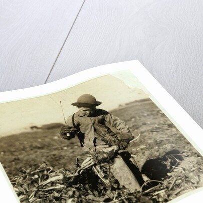 Alex Reiber aged 7 carries on topping sugar beets after 'hooking' his knee, near Sterling, Colorado, 1915 by Lewis Wickes Hine