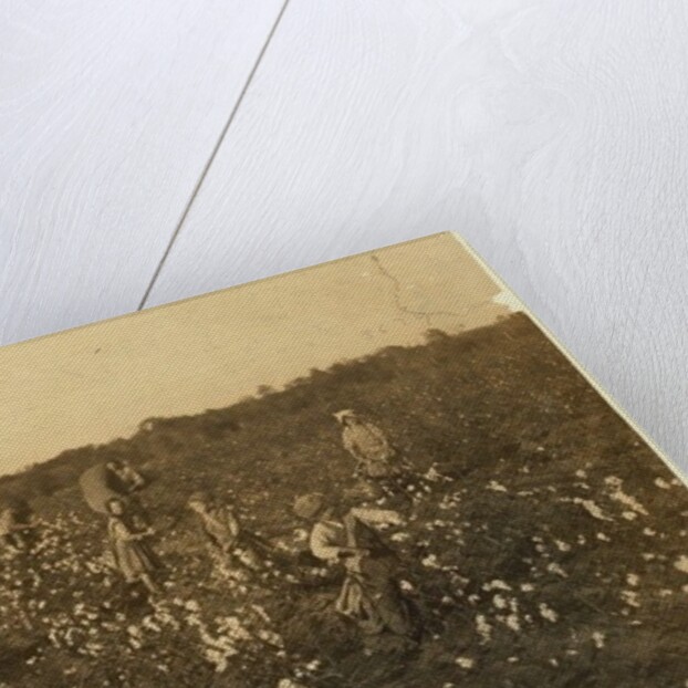 Family picking cotton near McKinney, Texas, 1913 by Lewis Wickes Hine