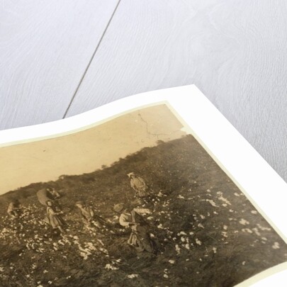 Family picking cotton near McKinney, Texas, 1913 by Lewis Wickes Hine