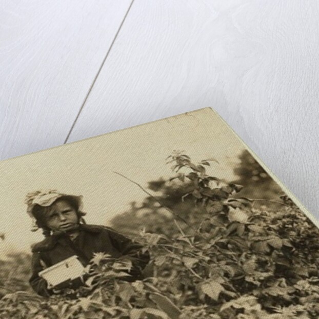 Annie Bissie picking berries in the fields near Baltimore, Maryland, 1909 by Lewis Wickes Hine