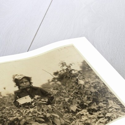 Annie Bissie picking berries in the fields near Baltimore, Maryland, 1909 by Lewis Wickes Hine