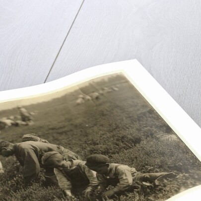 Jo Arnao 3, picking cranberries with his brother 6 and sister 9 at Whites Bog, Browns Mills, New Jersey, 1910 by Lewis Wickes Hine