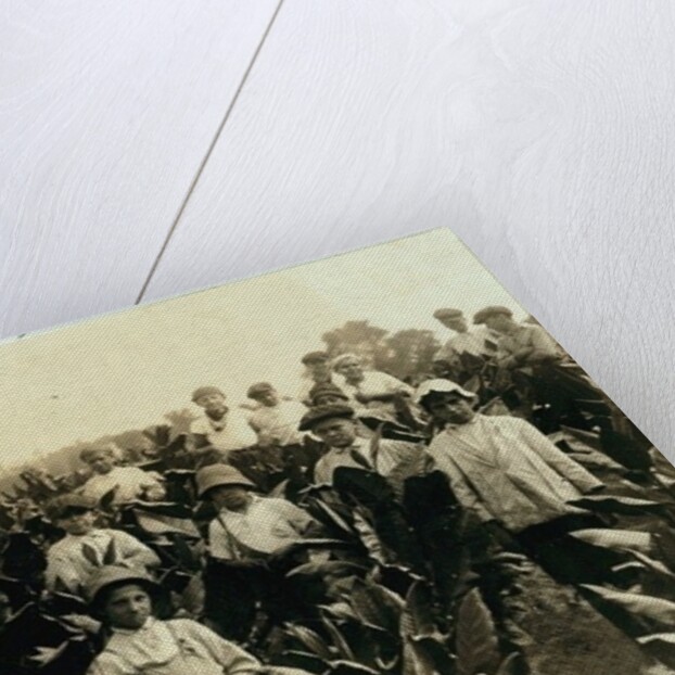 Goodrich Tobacco Farm, near Gildersleeve, Connecticut, 1917 by Lewis Wickes Hine