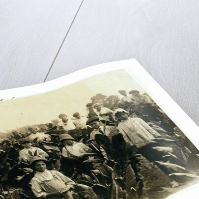 Goodrich Tobacco Farm, near Gildersleeve, Connecticut, 1917 by Lewis Wickes Hine