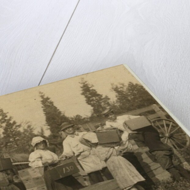 Children carrying their pecks of cranberries to the 'bushel man' at Theodore Budd's Bog, Turkeytown near Pemberton, New Jersey, 1910 by Lewis Wickes Hine