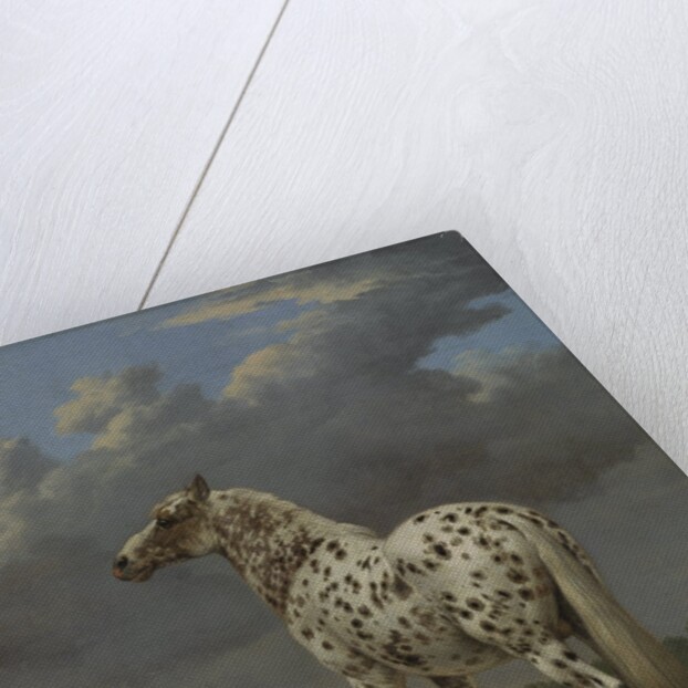 The 'Piebald' Horse, c.1650-4 by Paulus Potter