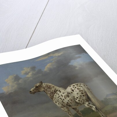 The 'Piebald' Horse, c.1650-4 by Paulus Potter