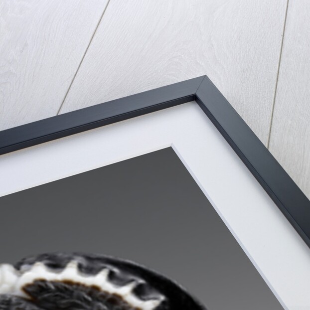 Cameo, 18th or 19th century by School European