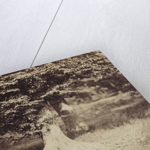 The Beech Tree, c.1855-7 by Gustave Le Gray