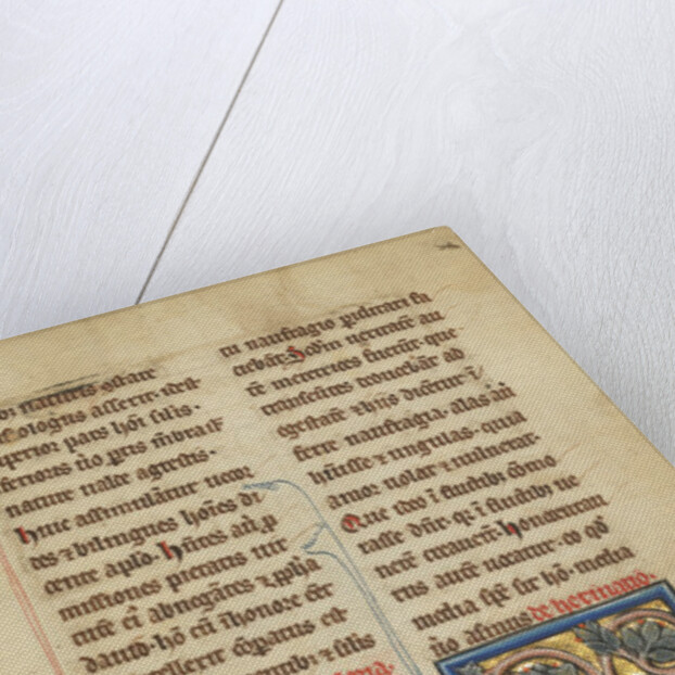 A Hedgehog from a bestiary Ms Ludwig XV 4, fol. 82, c.1280-1300 by Franco-Flemish School