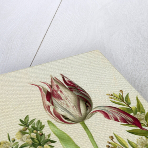 Tulip, two Branches of Myrtle and two Shells, c.1700 by Maria Sibylla Graff Merian