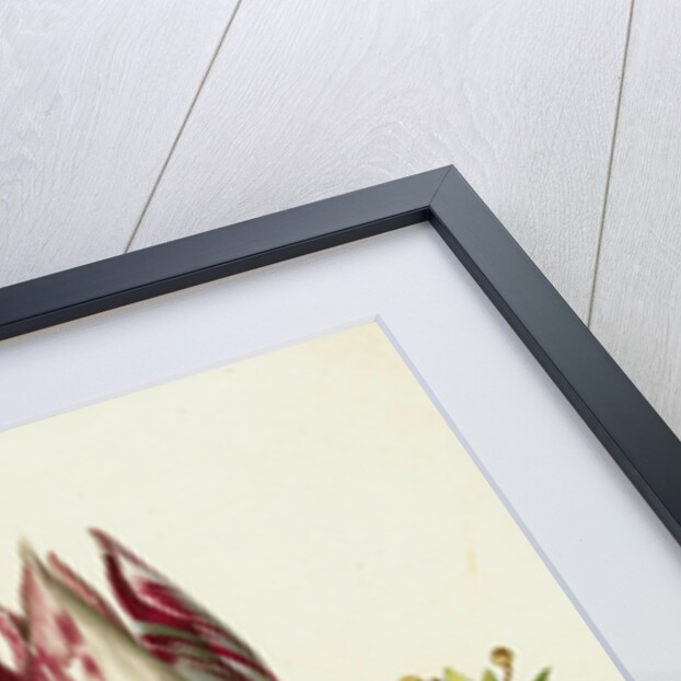 Tulip, two Branches of Myrtle and two Shells, c.1700 by Maria Sibylla Graff Merian