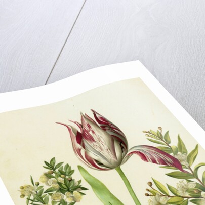 Tulip, two Branches of Myrtle and two Shells, c.1700 by Maria Sibylla Graff Merian