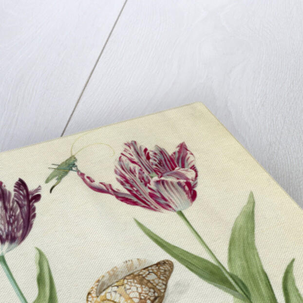 Two Tulips, a shell and a grasshopper, 1637-45 by Jacob Marrel