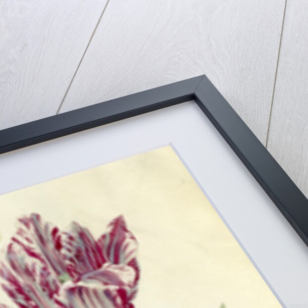 Two Tulips, a shell and a grasshopper, 1637-45 by Jacob Marrel